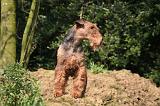WELSH TERRIER 032